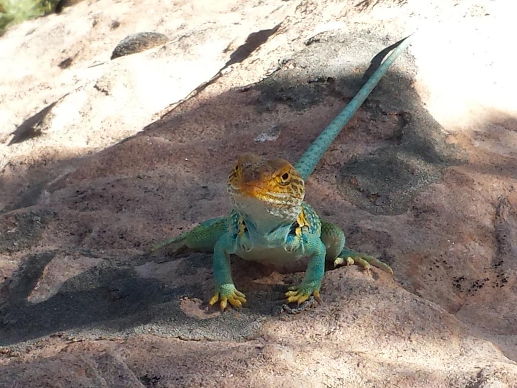 בלאנדינג Stone Lizard Lodge מראה חיצוני תמונה