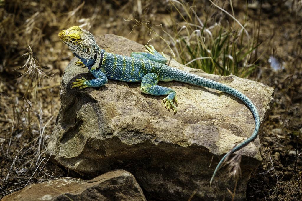 בלאנדינג Stone Lizard Lodge מראה חיצוני תמונה